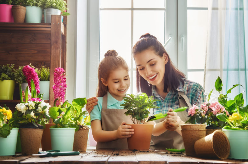 5 Household Plants That Can Give Your Home’s IAQ a Boost